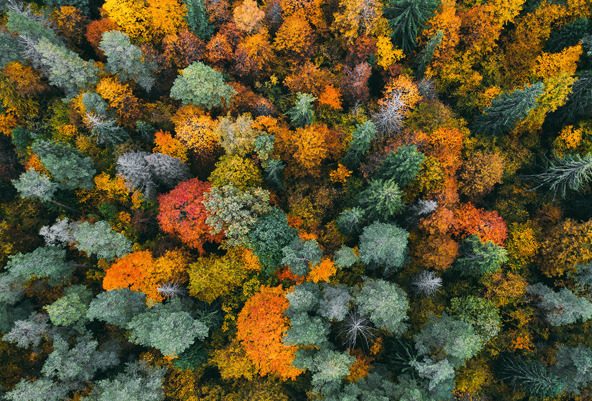 Aerial view of forest in autumn with colorful trees Aerial view of forest in autumn with colorful trees